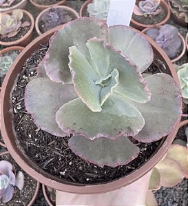 E. GIBB. BARROCO IMPORTADA POTE 13
