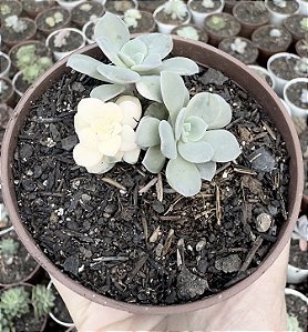 E. VENEZUELENSIS VAR. POTE 9