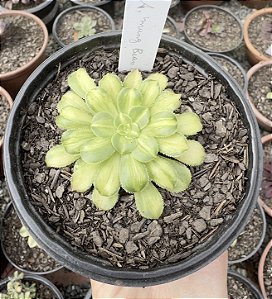 A. MUNG BEAN PASTE POTE 11
