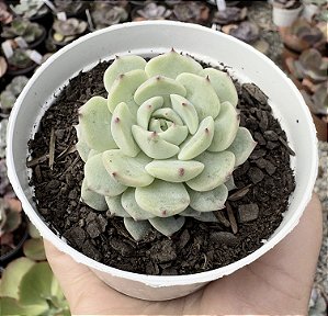E. SITIFUKO NO BARA POTE 9