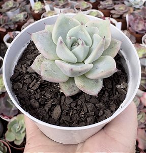 E. LAREGA POTE 9