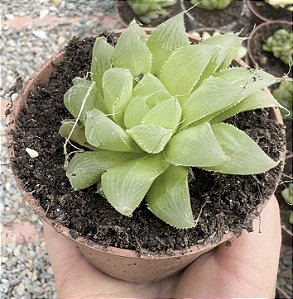 HAWORTHIA COOPERI VAR. PILIFERA POTE 9