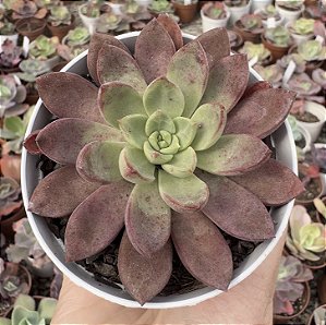 E. STAR GUADIAN POTE 9