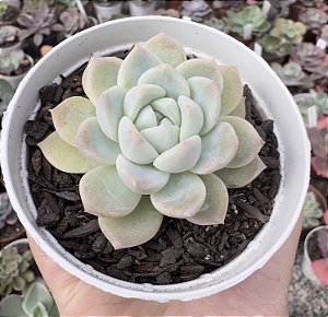 E. ICE GRAPE POTE 9