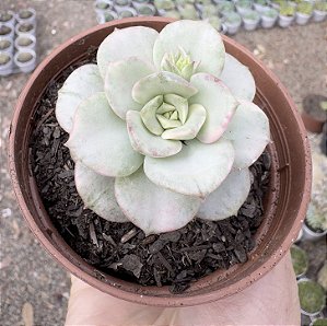 E. NICKSANA VAR. POTE 9