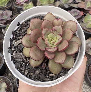 E. MORANI X SUBCORYMBOSA POTE 9