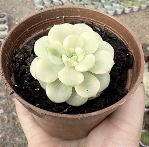 E. TANGO VAR. POTE 9