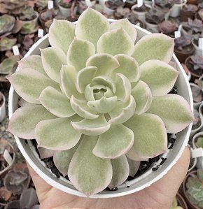 E. MOON FAIRY VAR. TRICOLOR POTE 9