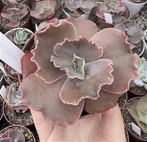 E. GIBB. RED DRAGON POTE 9