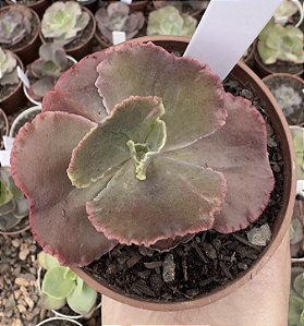 E. GIBB. SCARLET BLISS POTE 9