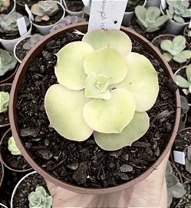 E. GIBB. RAIN BUMPS VAR. POTE 9