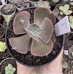 E. GIBB. JUNKO POUCA RAIZ POTE 9