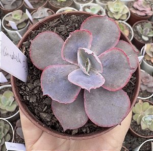 E. GIBB. CINDERELLA II POTE 9