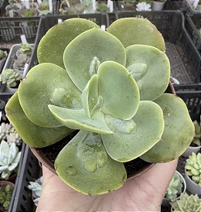 E. GIBB. PAPAGENO POTE 9