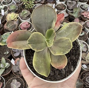E. FIMBRIATA VAR. POTE 9