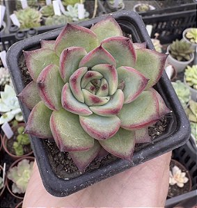 E. FIRE PILLAR POTE 7