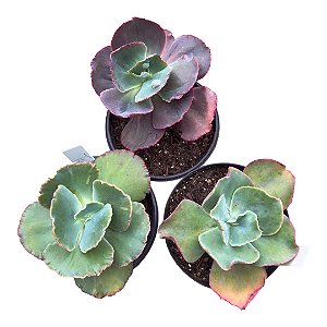 KIT GIBB. 3 (NUBILUM/TEREZA/BARBILION) POTE 11