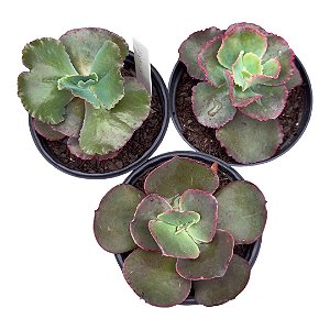 KIT GIBB 7 (GORGON´S/DICK´S/ SUYON) POTE 11