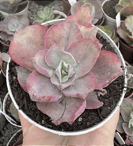 E. VIOLET ROSE VAR. POTE 9