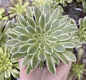 A. GREEN EMERALD VAR. POTE 9