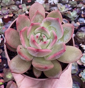 E. GLAM PINK POTE 9