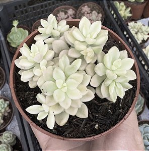 GRAP. MIRINAE VAR. POTE 9