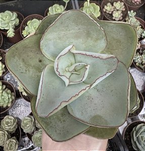 E. RUBROMARGINATA POTE 9