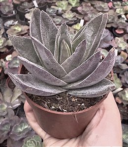 C. GARNET LOTUS POTE 9