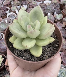 E. AVOCADO CREAM POTE 9