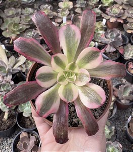 A. MEDUSA POTE 9