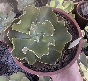 E. GIBB. TWILIGHT POTE 15