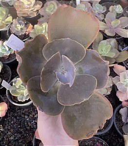 E. GIBB. PURPLE CREEP POTE 11
