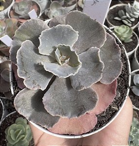 E. GIBB. NÉBULA POTE 9 POUCA RAIZ