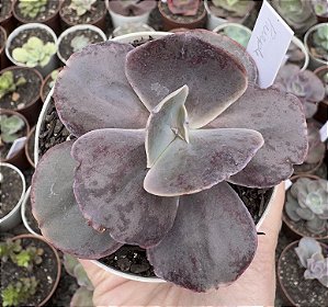 E. GIBB. PURPLE CHAMPAGNE POTE 9