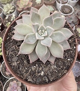 E. SCARLET POTE 9