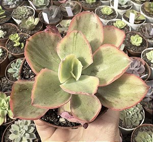 E. TORNADO VAR. POTE 9