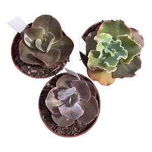 KIT. GIBB. CARUNCULAS (MAGIC LAMP/VERRUGAS/ZIHE) POTE 9