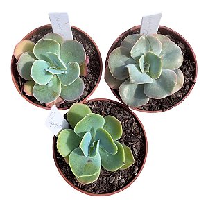 KIT GIBB. CARUNCULAS (CLASSIC BALLS/ROSA DE JADE/ PAPAGENO) POTE 9
