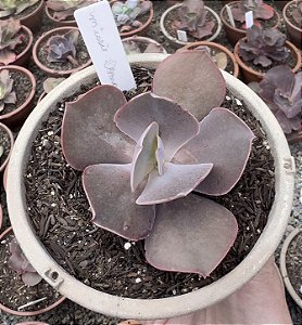 E. GIBB. NISSIE DORMA (NOVIDADE) POTE 13