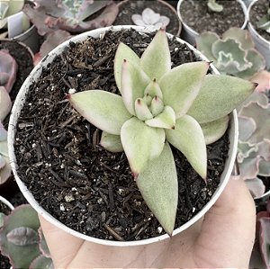 E. RYAN VAR. POTE 9 POUCA RAIZ