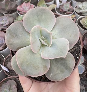 E. GIBB. ROSA DE JADE POTE 9