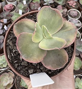 E. ROSE ROCK VAR. POTE 9
