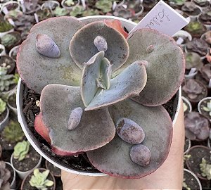 E. GIBB. LILAC FROST POTE 9