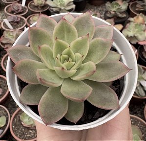 E. ROMEO X LILACINA POTE 9
