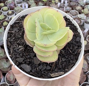 E. MOMOCA POTE 9