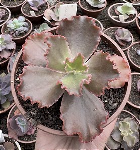 E. GIBB. CAMPFIRE POTE 13