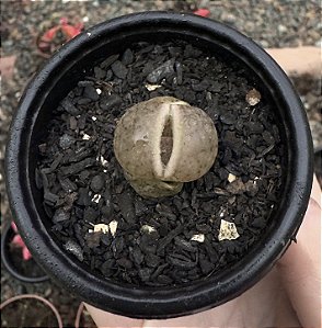 LITHOPS 2 POTE 6