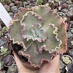 E. GIBB. MARJORIE POGUE POTE 9 (CARÚNCULAS)