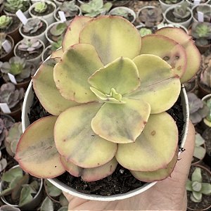 E. GIBB. SUYON YELLOW VAR. POTE 9
