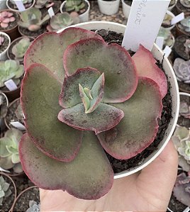 E. GIBB. PHOENIX POTE 9